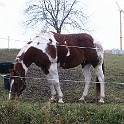 Raichberg 2007 Bild 39